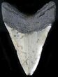 Bargain Megalodon Tooth - North Carolina #22939-2